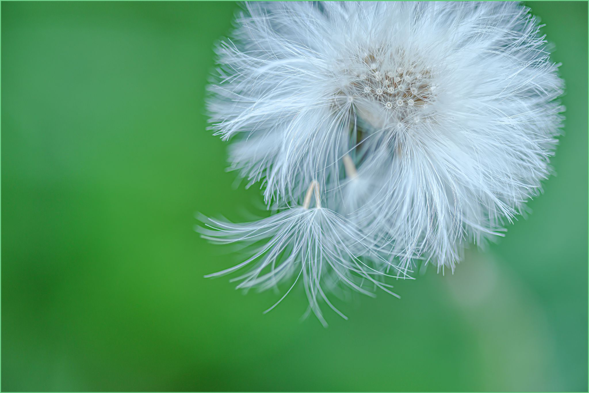 Paardebloem groen